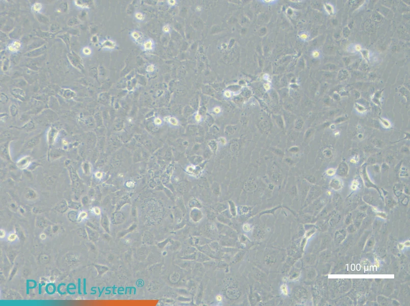 NCI-H1838NCI-H1838 - 2