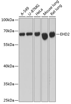 Western blot analysis of extracts of various cell lines using EHD2 Polyclonal Antibody at dilution of 1:3000.