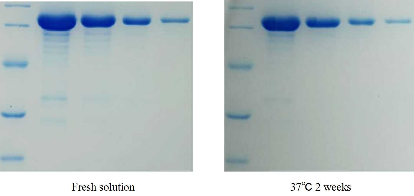 Stability: Storage of the solution at 37℃ for 2 weeks has no significant difference in dyeing effect, refer to Figure 3.