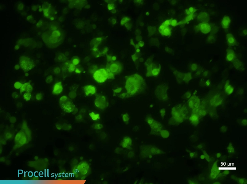 HePa1-6-GFP Cell Complete MediumHePa1-6-GFP Cell Complete Medium - 2