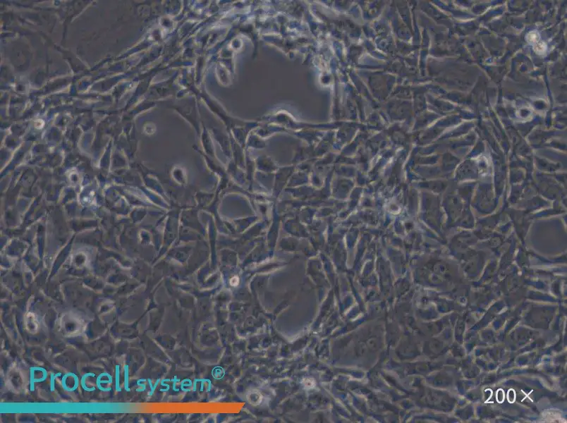 STO Cell Complete Medium - small - 5