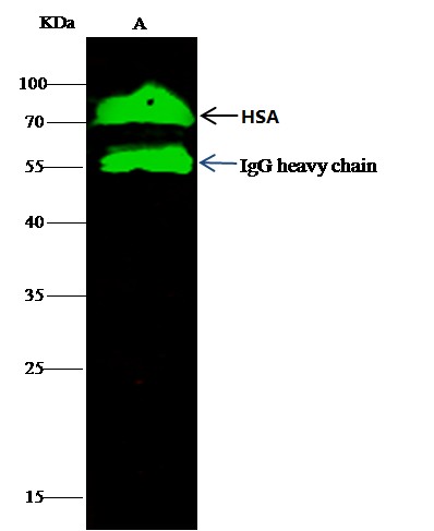 Recombinant Human Serum Albumin/HSA/ALB Monoclonal Antibody - small - 3