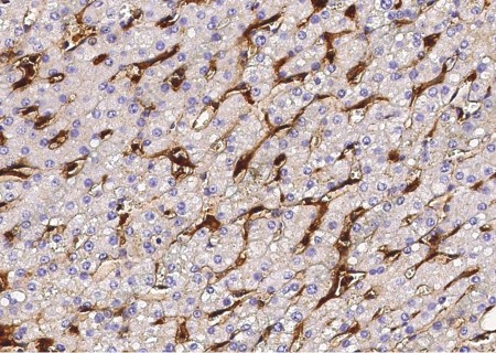 CD16a/FCGR3A Monoclonal Antibody - 3