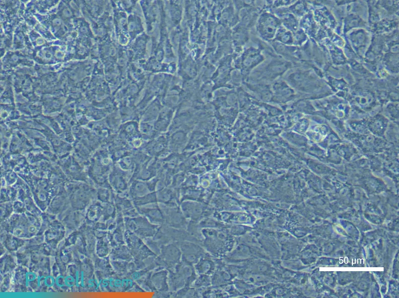 Rat Tendon Fibroblast Complete Medium - 6