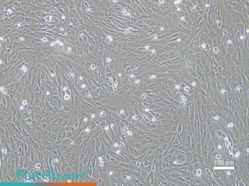 Porcine Bone Marrow Mesenchymal Stem Cell Complete Medium - 2