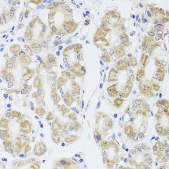 Immunohistochemistry of paraffin-embedded Human stomach using MIP Polyclonal Antibody at dilution of  1:100 (40x lens).