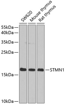 Western blot analysis of extracts of various cell lines using STMN1 Polyclonal Antibody at dilution of 1:1000.