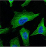 Immunofluorescence analysis of Hela cells using beta Tubulin Monoclonal Antibody at dilution of 1:100.