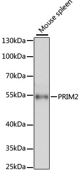 Western blot analysis of extracts of Mouse spleen using PRIM2 Polyclonal Antibody at dilution of 1:3000.