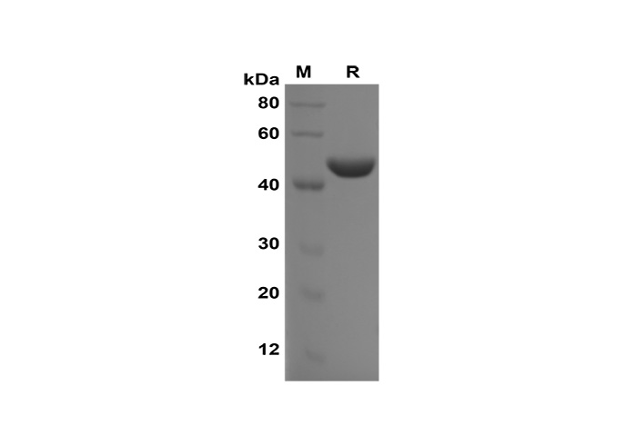 Recombinant Mouse IL-17A Protein(Halo Tag)-产品推荐-1