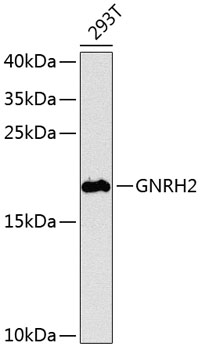 Western blot analysis of extracts of 293T cells using GNRH2 Polyclonal Antibody at 1:1000 dilution.