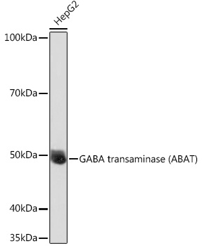 Western blot analysis of extracts of HepG2 cells using GABA transaminase (GABA transaminase (ABAT)) Polyclonal Antibody at 1:1000 dilution.