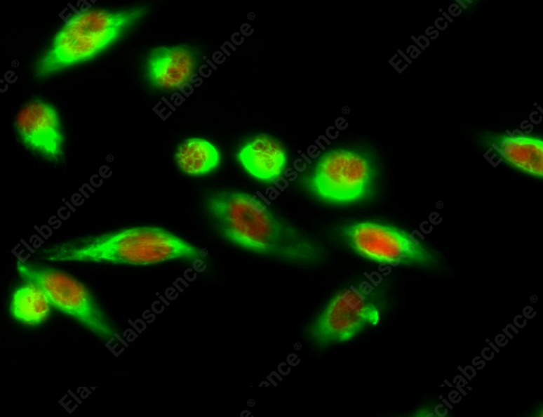 Recombinant Histone H3 Monoclonal Antibody - 7