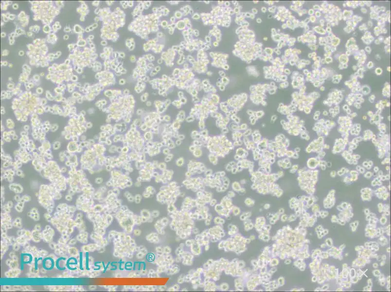 EB-3 Cell Complete MediumEB-3 Cell Complete Medium - 3