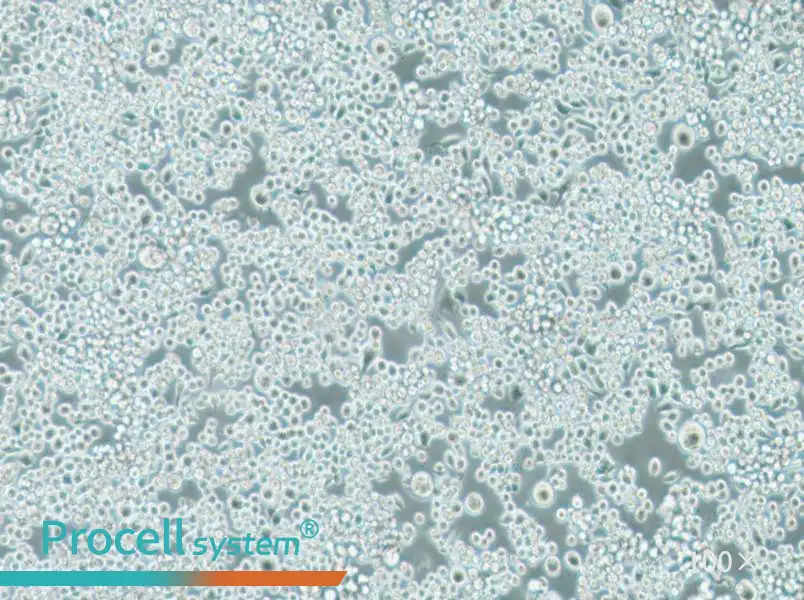Lu-65 Cell Complete MediumLu-65 Cell Complete Medium - 3