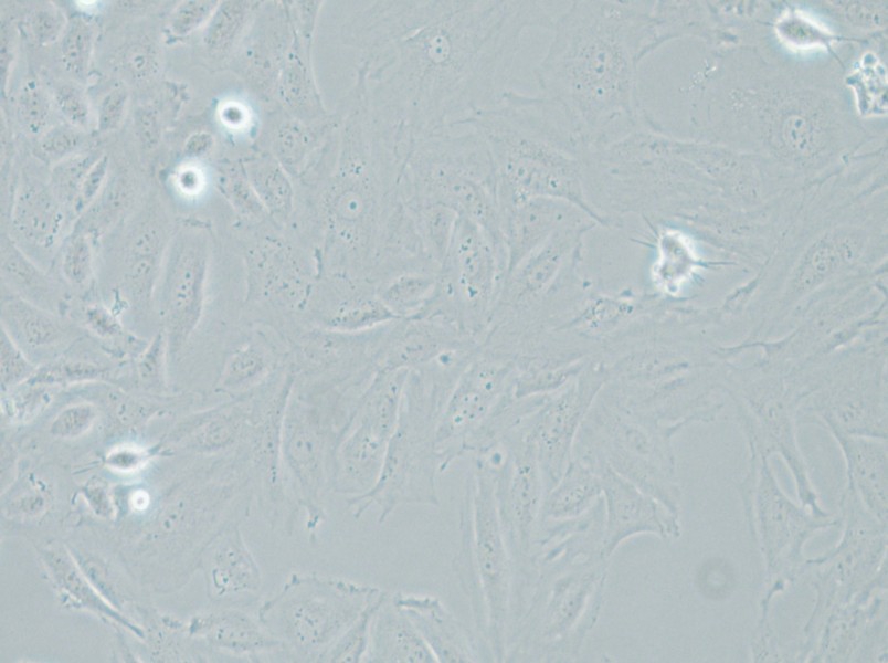 NRK-49F Cell Complete Medium - 6