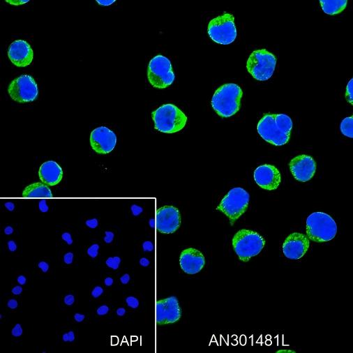 Recombinant CD50/ICAM3 Monoclonal Antibody - small - 4