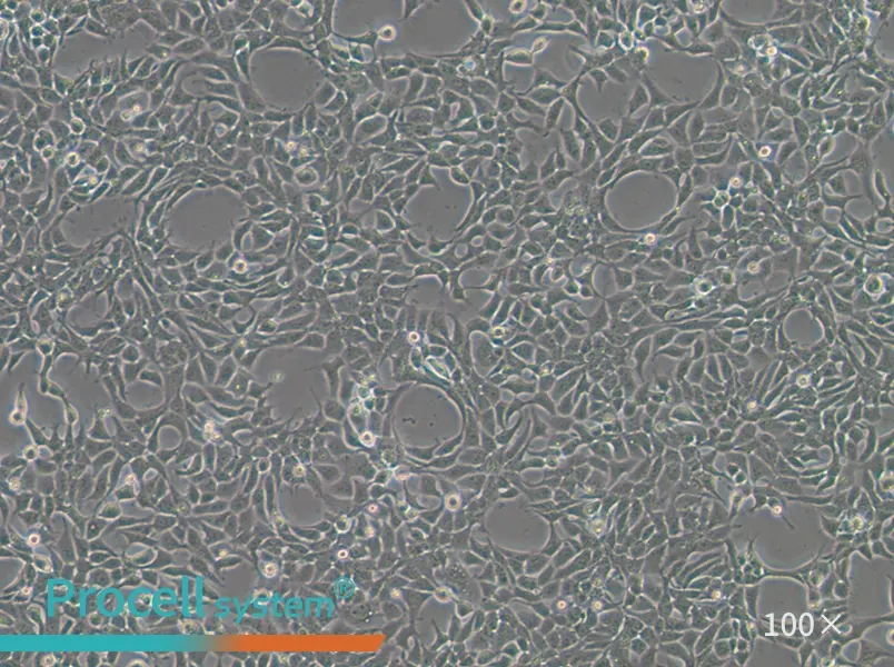 293A Cell Complete Medium - 3