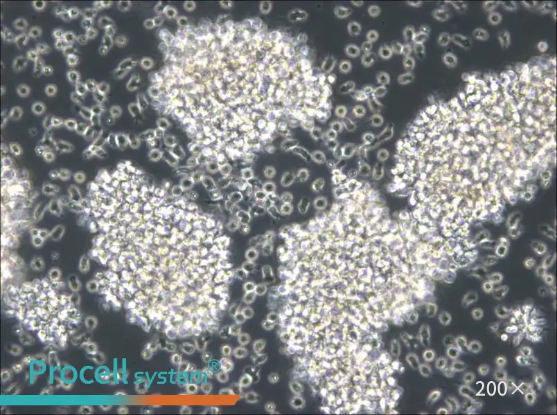 MC/CAR Cell Complete Medium - 5