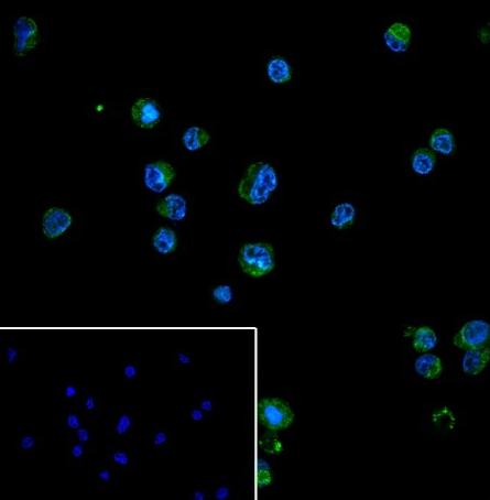 Recombinant BOB-1/OBF-1 Monoclonal Antibody-searchlist-2