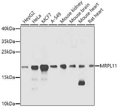 Western blot analysis of extracts of various cell lines using MRPL11 Polyclonal Antibody at 1:1000 dilution.