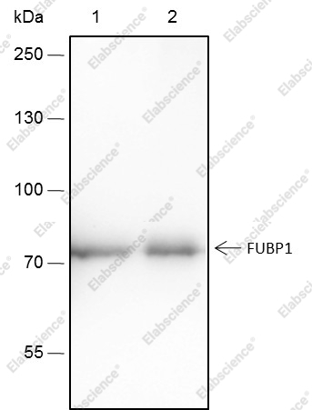 Recombinant FUBP1 Monoclonal Antibody - 2