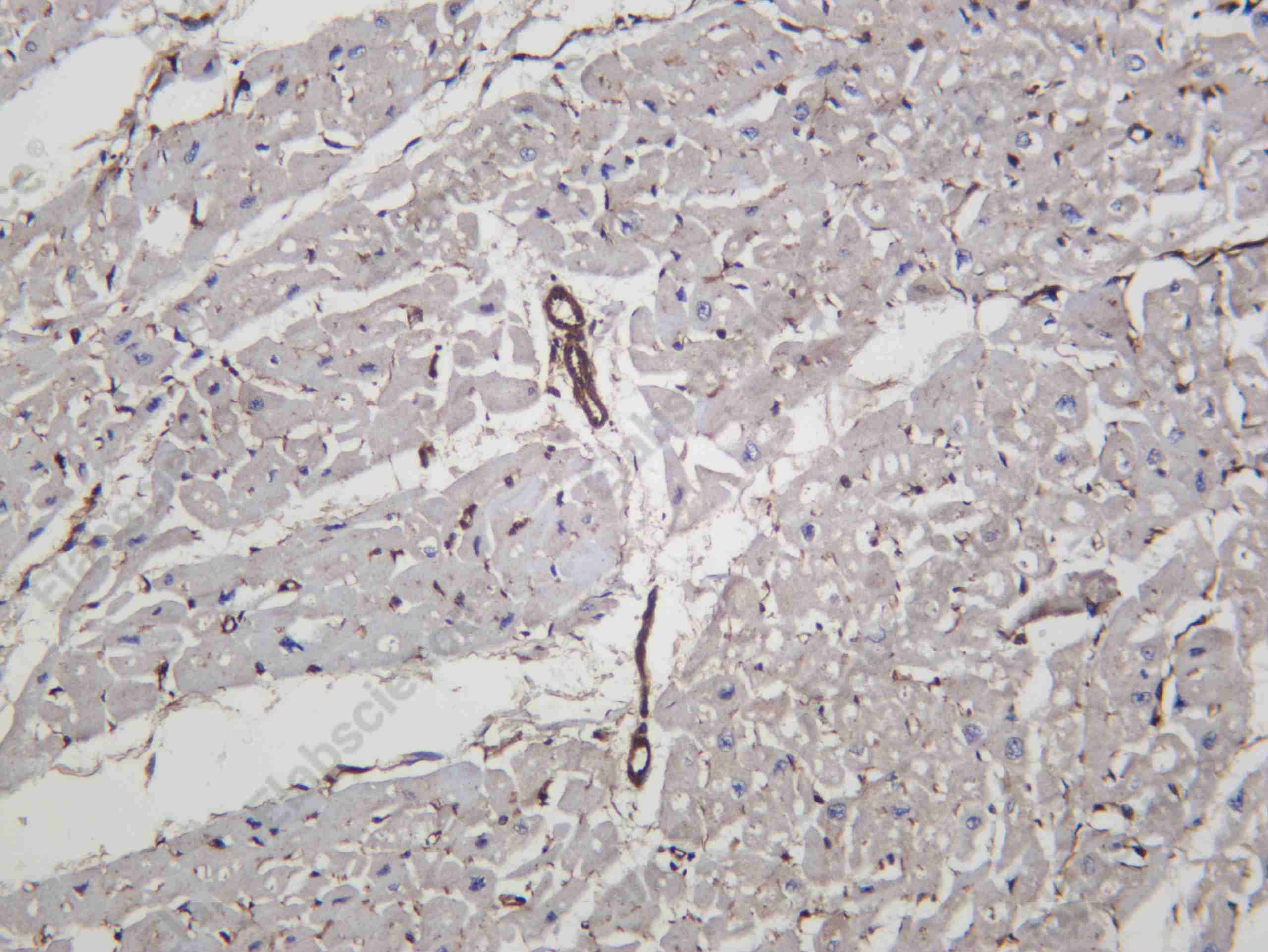 Recombinant VPS4A Monoclonal Antibody - 1