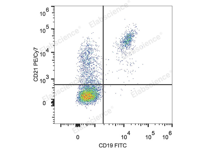 Human peripheral blood lymphocytes are stained with PE/Cyanine7 Anti-Human CD21 Antibody and FITC Anti-Mouse CD19 Antibody.