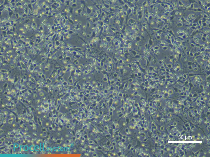 Mouse Dopamine Neuron Complete Medium - small - 6
