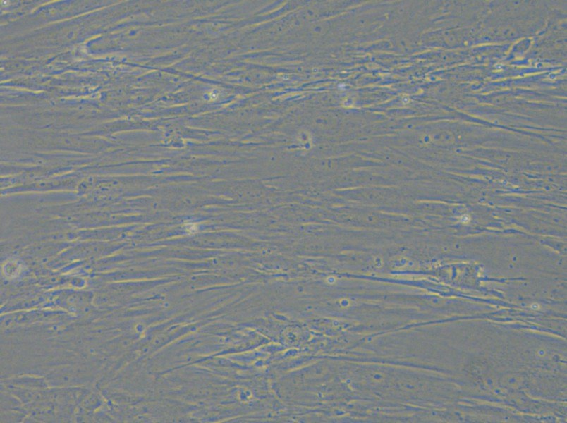 IMR-90 Cell Complete Medium - 5