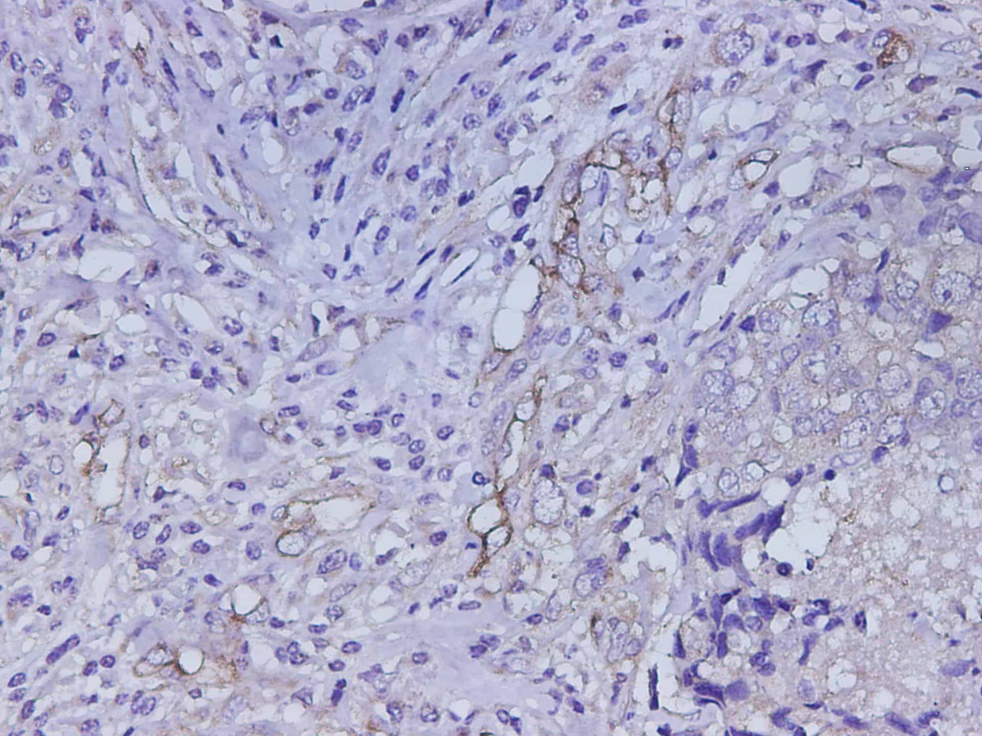 Purified Anti-Mouse CD326 Antibody[G8.8]-产品推荐-1