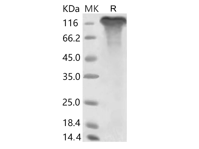 Immobilized human ACE2 protein (His tag) (Cat#PKSR030508) at 2ug/mL (100uL/well) can bind Recombinant 2019-nCoV S1 Protein (Fc Tag)(PKSR030502), the EC50 of SARS-CoV-2 (2019-nCoV) Spike Protein (S1 Subunit, Fc Tag) is 25-60 ng/mL.