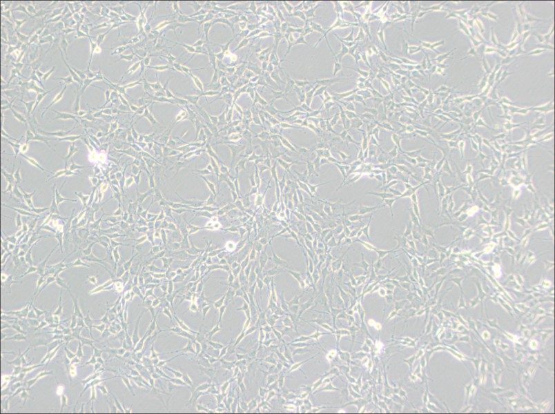 RG2[D74] Cell Complete Medium-searchlist-1