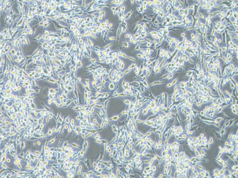 LA795 Cell Complete Medium - 1