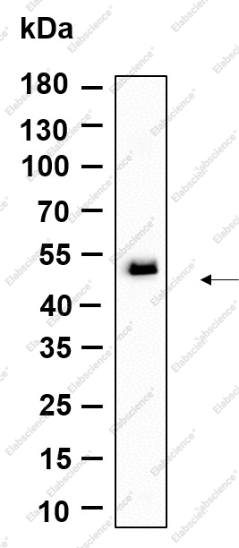 Recombinant TMEM43 Monoclonal Antibody - 1