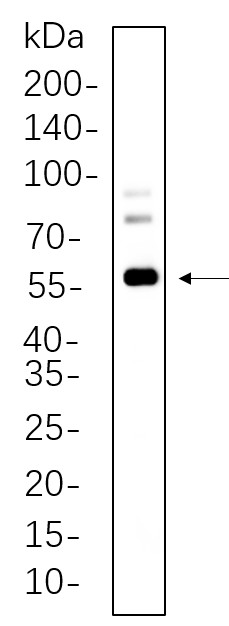 Recombinant c-Fos Monoclonal Antibody-searchlist-1