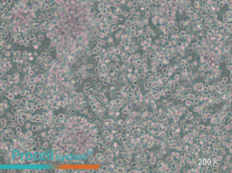 GM23688 Cell Complete Medium - 6