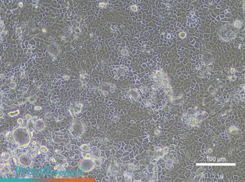 Rat Retinal Pigment Epithelial Cell Complete MediumRat Retinal Pigment Epithelial Cell Complete Medium - 2