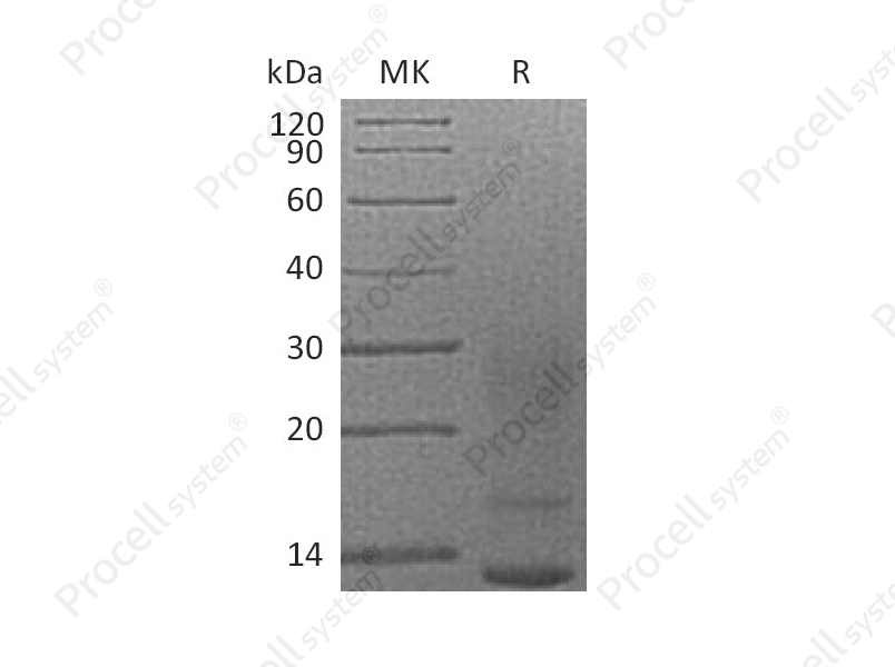 IL-13 (C-6His), Human, Recombinant