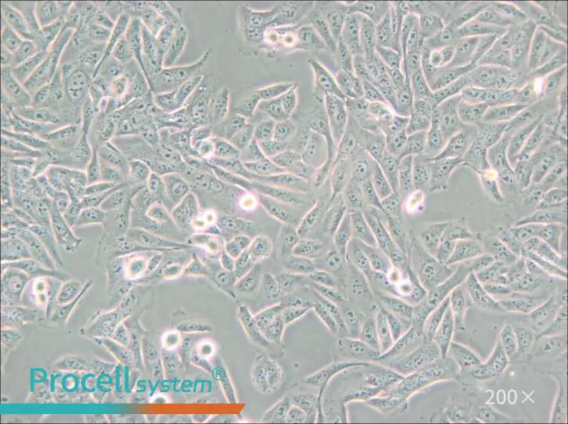 MNNG/HOS Cl #5 [R-1059-D] Cell Complete Medium - small - 6