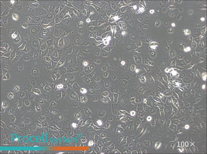 HSC-2 Cell Complete Medium - 1