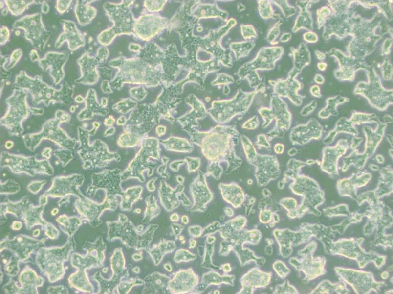 SW948 (DMEM) Cell Complete MediumSW948 (DMEM) Cell Complete Medium - 2