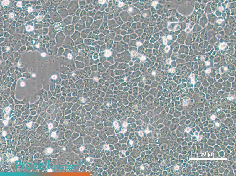 BNL CL.2 Cell Complete Medium - small - 4