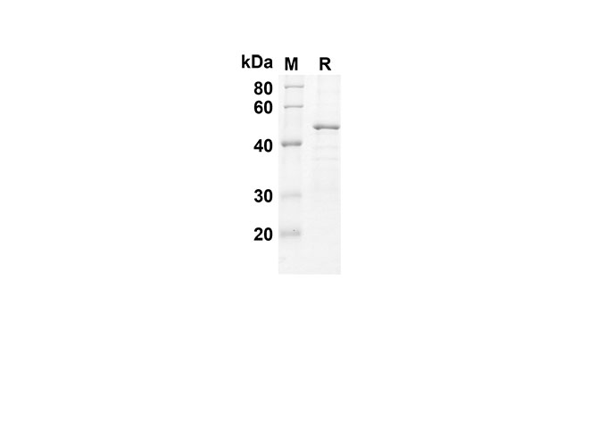 Recombinant Human IFNA2 Protein(Gst Tag)-1