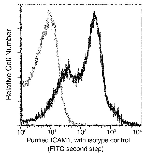 Recombinant ICAM-1/CD54 Monoclonal Antibody-searchlist-1