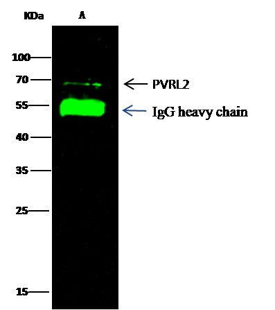 Recombinant CD112/Nectin-2/PVRL2 Monoclonal Antibody - small - 2