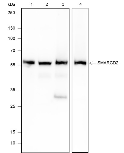 Recombinant SMARCD2 Monoclonal Antibody-searchlist-1