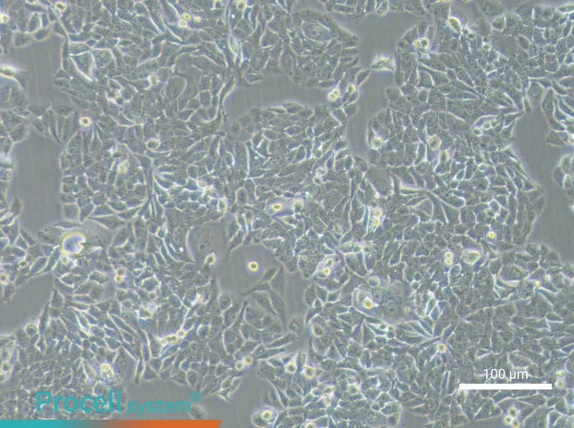 NCI-H358 - 1