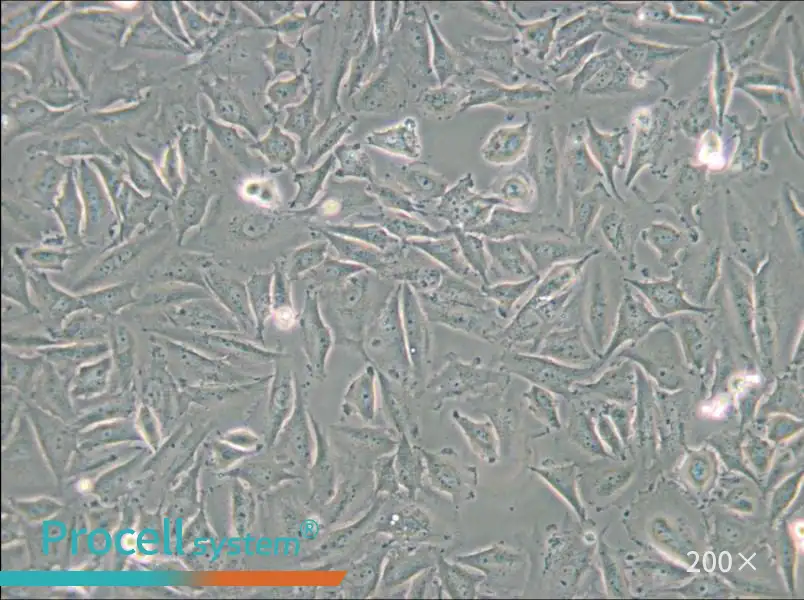 LN229 [LN-229; LNT-229] Cell Complete Medium - small - 5