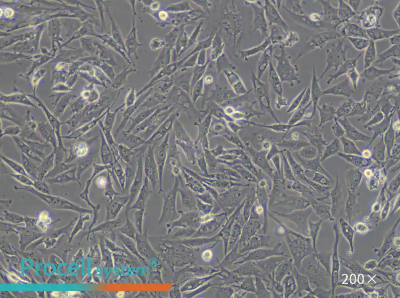 UMNSAH/DF-1 Cell Complete Medium - small - 5